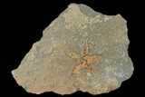 Ordovician Starfish (Petraster?) Fossil - Morocco #175287-1